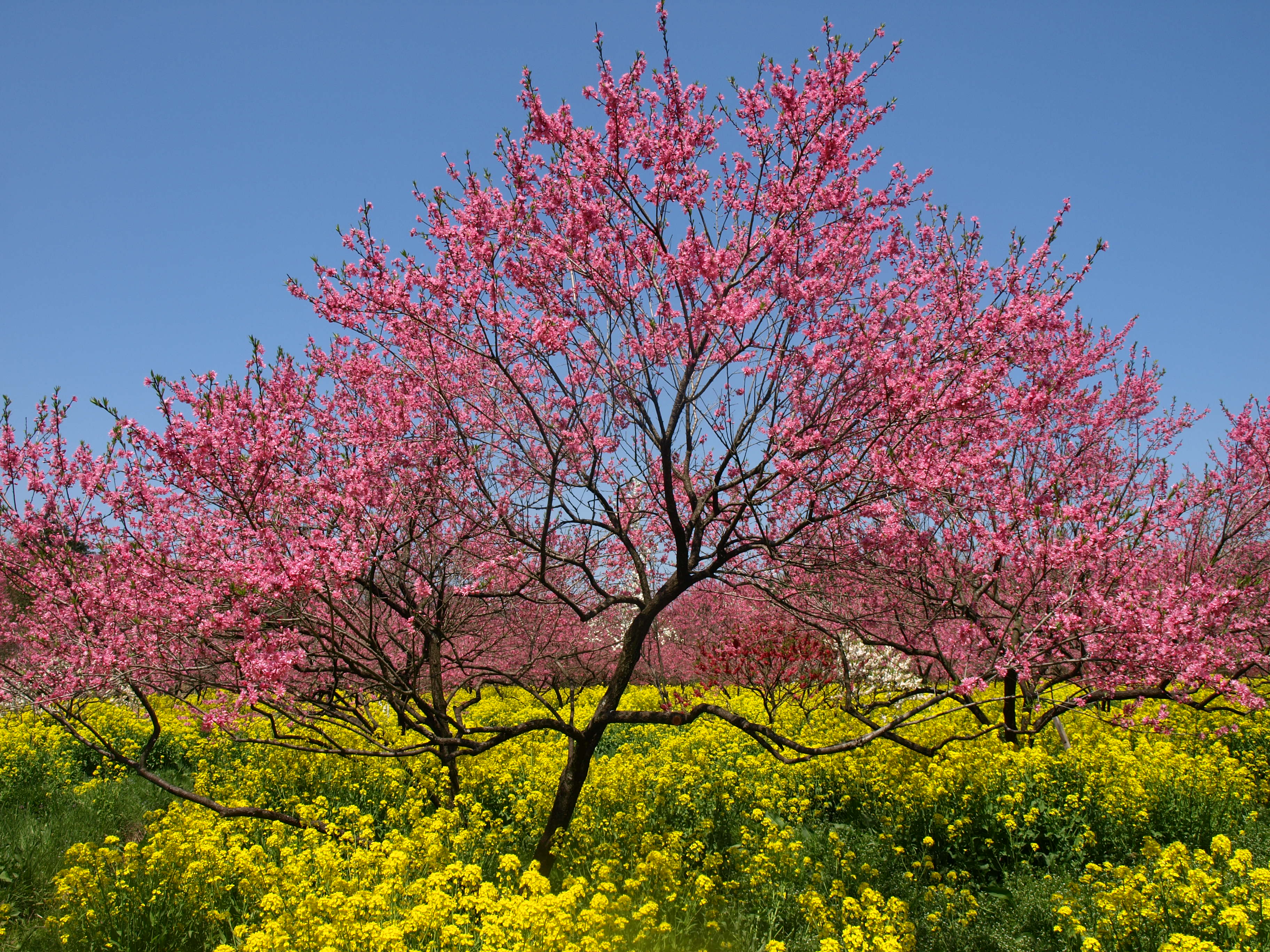 菊 桃 の 花